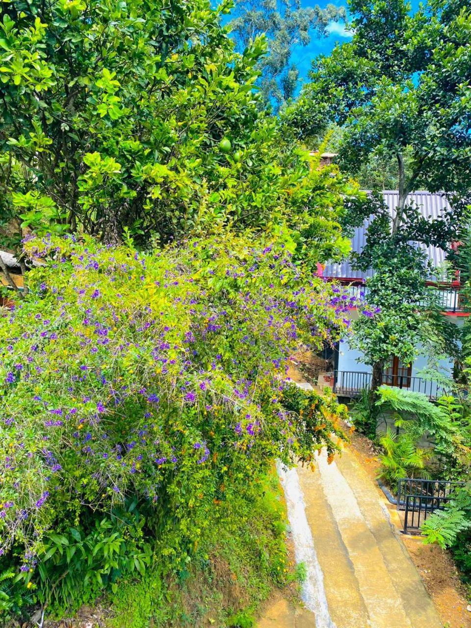 Cloudy Hill Cottage 埃拉 外观 照片